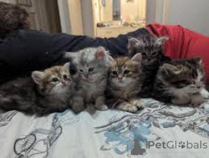 Photo №1. siberian cat - for sale in the city of Paris | 516$ | Announcement № 165498