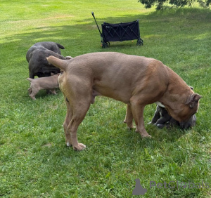 Photo №2 to announcement № 173399 for the sale of cane corso - buy in Denmark private announcement, breeder