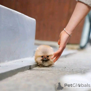 Photo №4. I will sell pomeranian in the city of Geneva. private announcement - price - negotiated