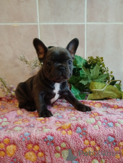 Photo №1. french bulldog - for sale in the city of Minsk | 806$ | Announcement № 160523
