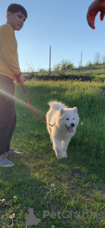 Additional photos: Samoyed puppies