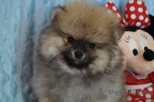 Photo №4. I will sell pomeranian in the city of Москва. breeder - price - 456$