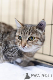 Photo №2 to announcement № 159112 for the sale of  - buy in Russian Federation from the shelter