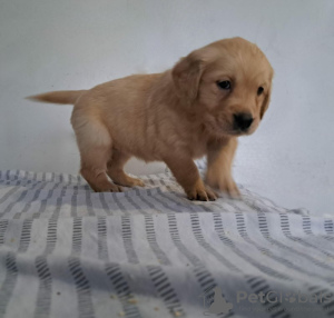 Photo №1. golden retriever - for sale in the city of Амстердам | 211$ | Announcement № 81144