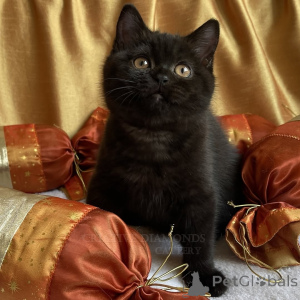 Photo №2 to announcement № 165158 for the sale of british shorthair - buy in Germany private announcement, from the shelter