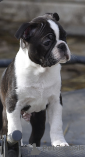 Photo №3. Boston terrier with pedigree.. Belgium