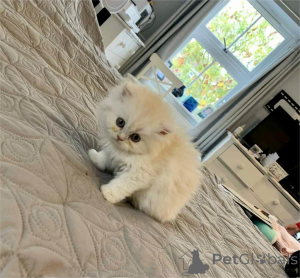 Photo №1. persian cat - for sale in the city of Bönnigheim | 361$ | Announcement № 155129