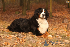 Photo №3. Bernese Mountain Dog puppies. Belgium