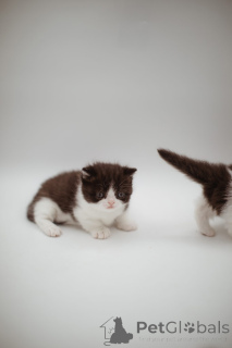 Photo №4. I will sell persian cat in the city of Essingen. breeder - price - 226$