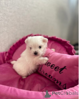 Photo №3. Maltese baby. Germany