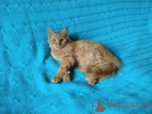 Photo №4. I will sell  in the city of Minsk.  - price - Is free