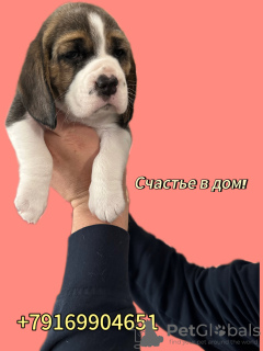 Photo №2 to announcement № 70885 for the sale of beagle - buy in Russian Federation breeder