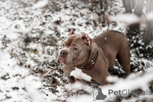 Photo №2 to announcement № 9527 for the sale of american bully - buy in Belarus breeder