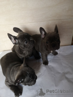 Photo №4. I will sell french bulldog in the city of Дортмунд. breeder - price - 370$