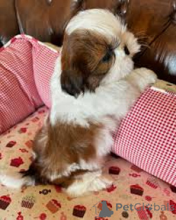 Photo №2 to announcement № 165806 for the sale of shih tzu - buy in Italy private announcement, breeder
