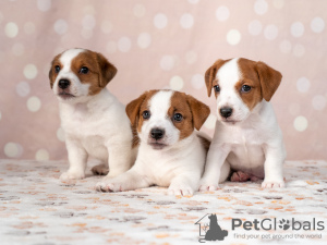 Photo №1. jack russell terrier - for sale in the city of Kiev | 660$ | Announcement № 11542