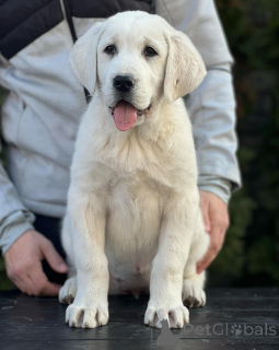 Photo №3. Central Asian Shepherd Puppies. Serbia