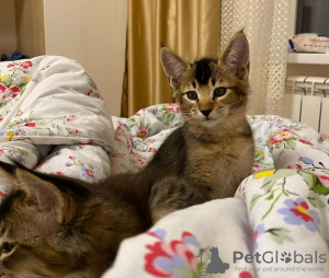 Additional photos: caracal and caracat kittens available