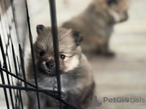Photo №2 to announcement № 155101 for the sale of german spitz - buy in Israel from nursery