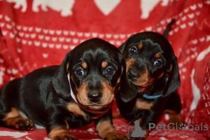 Photo №1. dachshund - for sale in the city of Arja Vas | 355$ | Announcement № 13746