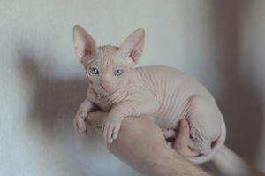 Photo №2 to announcement № 2253 for the sale of sphynx-katze - buy in Belarus from nursery
