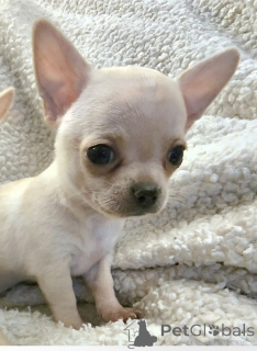 Photo №3. Pui chihuahua EXTRA mini. Serbia