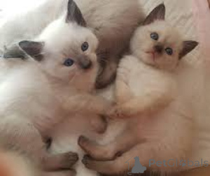 Photo №2 to announcement № 166784 for the sale of siamese cat - buy in France 
