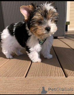 Photo №2 to announcement № 137684 for the sale of yorkshire terrier - buy in Germany breeder