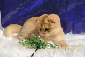 Photo №1. scottish fold - for sale in the city of Yurga | Negotiated | Announcement № 3215