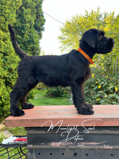 Photo №2 to announcement № 112311 for the sale of giant schnauzer - buy in Belarus from nursery