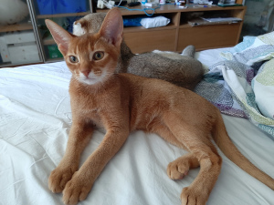 Photo №1. abyssinian cat - for sale in the city of St. Petersburg | 432$ | Announcement № 2716