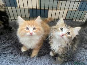 Photo №1. norwegian forest cat - for sale in the city of Brussels | 599$ | Announcement № 165822