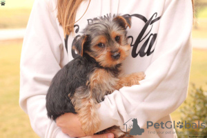 Photo №4. I will sell yorkshire terrier in the city of Rostock.  - price - 423$