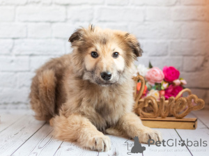 Photo №4. I will sell non-pedigree dogs in the city of Moscow river. private announcement - price - Is free