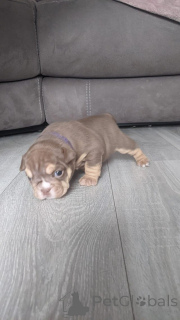 Photo №2 to announcement № 165229 for the sale of english bulldog - buy in Romania breeder