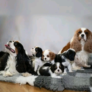 Photo №1. cavalier king charles spaniel - for sale in the city of Charjah | 402$ | Announcement № 13793