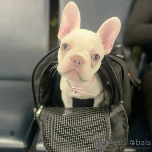 Photo №1. french bulldog - for sale in the city of Brentwood | 380$ | Announcement № 125628