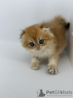 Photo №4. I will sell scottish fold in the city of Krasnodar. breeder - price - 2603$