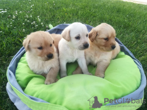 Photo №1. labrador retriever - for sale in the city of Gromnik | negotiated | Announcement № 10928