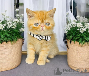 Photo №1. persian cat - for sale in the city of West Palm Beach | 280$ | Announcement № 122974