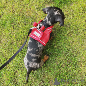 Photo №2 to announcement № 178065 for the sale of dachshund - buy in United Kingdom private announcement
