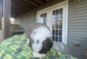 Photo №2 to announcement № 126254 for the sale of st. bernard - buy in Germany private announcement