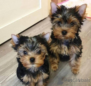 Photo №1. yorkshire terrier - for sale in the city of Vilnius | negotiated | Announcement № 175885