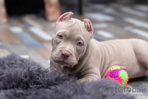 Photo №2 to announcement № 68955 for the sale of american bully - buy in Russian Federation private announcement, from nursery, breeder