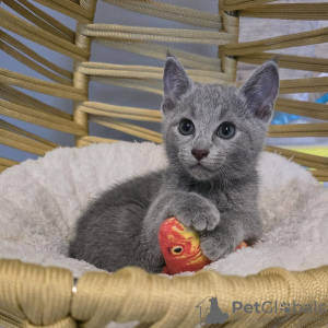 Photo №2 to announcement № 124264 for the sale of russian blue - buy in Ireland 