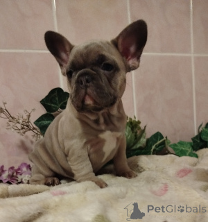 Photo №2 to announcement № 160929 for the sale of french bulldog - buy in Belarus private announcement