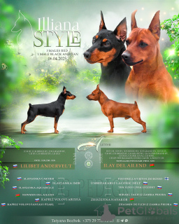 Photo №3. High -sized puppies of dwarf pincher. Belarus