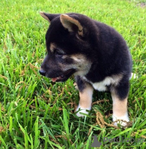 Photo №1. shiba inu - for sale in the city of Beverly Hills | Is free | Announcement № 124113