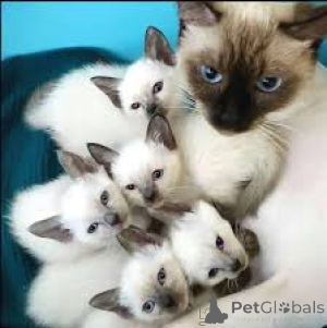 Photo №1. siamese cat - for sale in the city of Paris | 516$ | Announcement № 165502