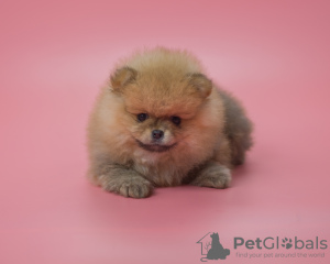 Photo №2 to announcement № 78172 for the sale of non-pedigree dogs - buy in France breeder